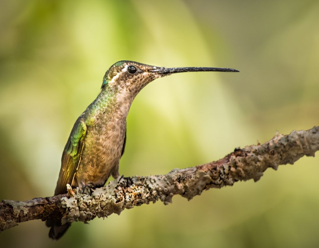 Female Magnificent Hummingbird - Linda Rodgers